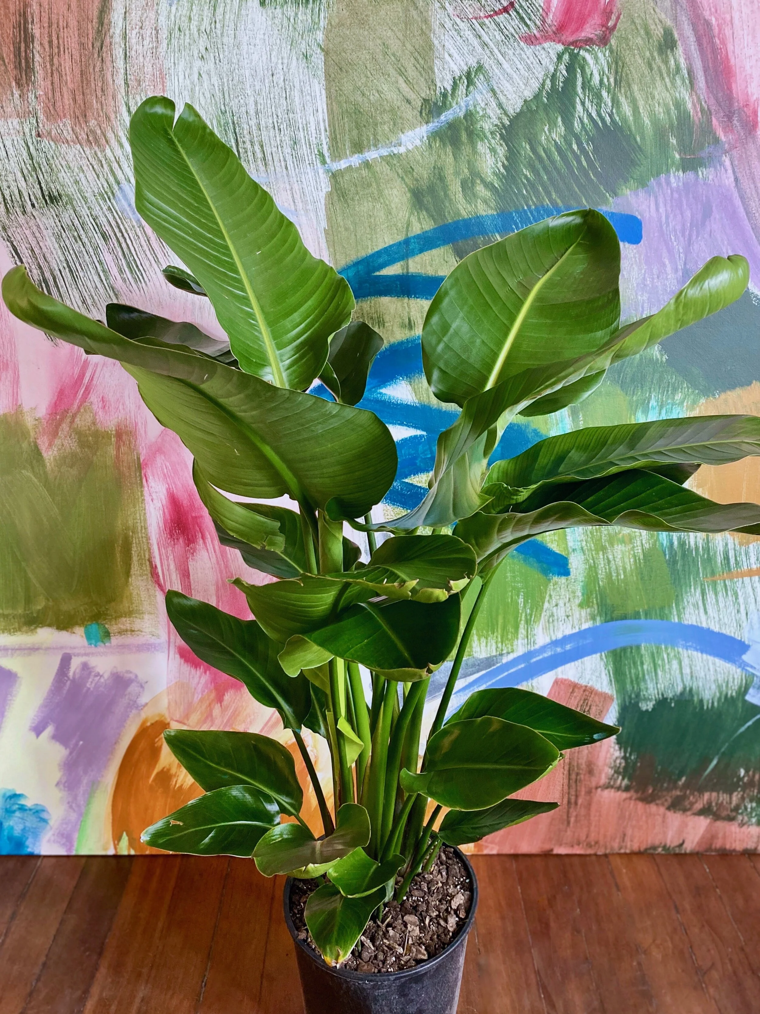 25センチガーデンパンいっぱいBucephalandra /パダワン Bird of Paradise — The Tender Gardener